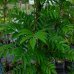 Jarabina obyčajná (Sorbus aucuparia) ´AUTUMN SPIRE´ - výška 200-250cm, kont. C10L 